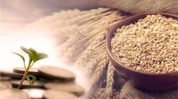 تحديد قيمة زكاة الفطر وموعد إخراجها للمسلمين في مصر حسب بيان دار الإفتاء